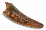 Cretaceous Fossil Crocodylomorph Tooth - Morocco #292237-1